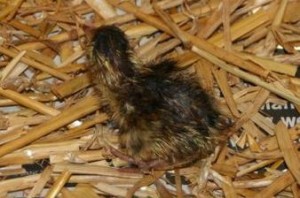raising quaik