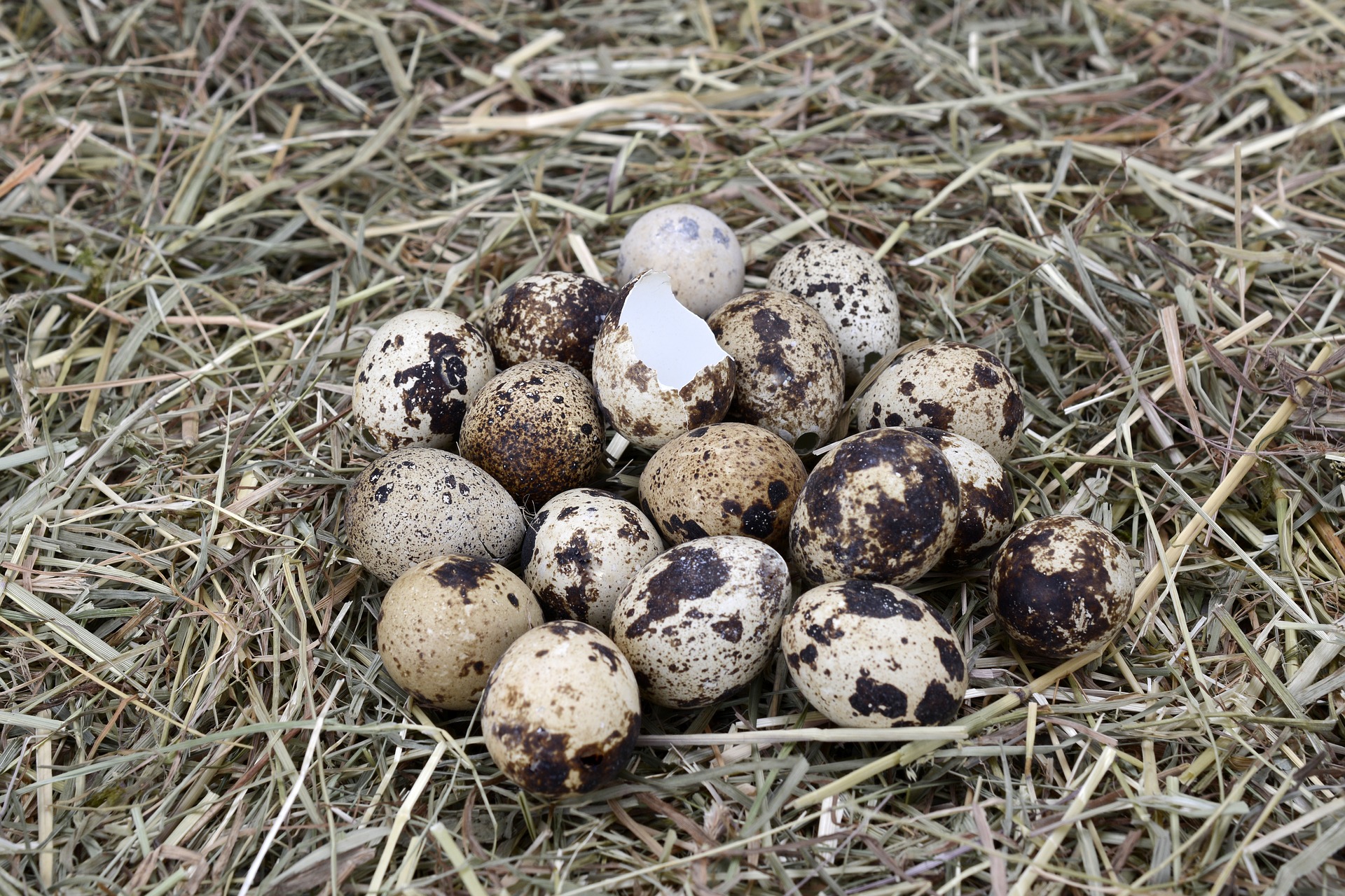 Coturnix quail not laying eggs