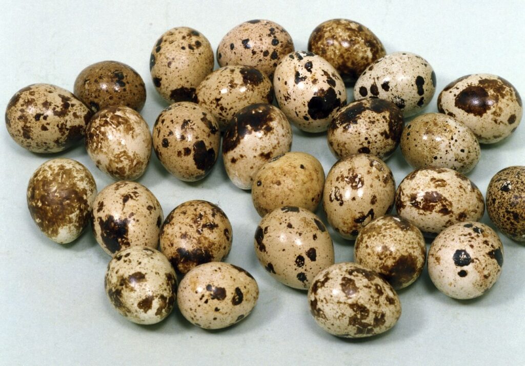 Quail eggs