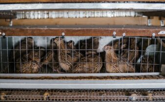 cage with small quails on farm