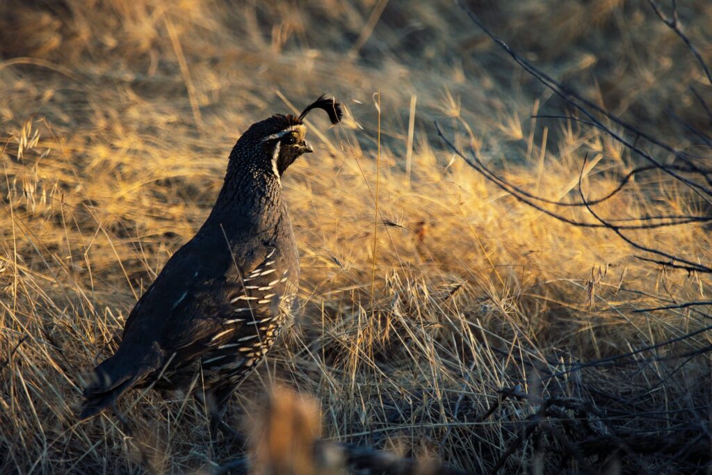 black bird on brown grass