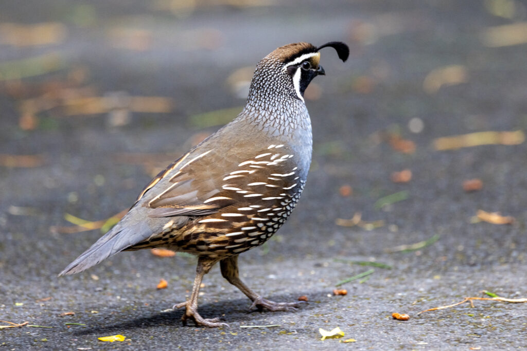 California Quail