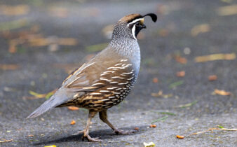 California Quail