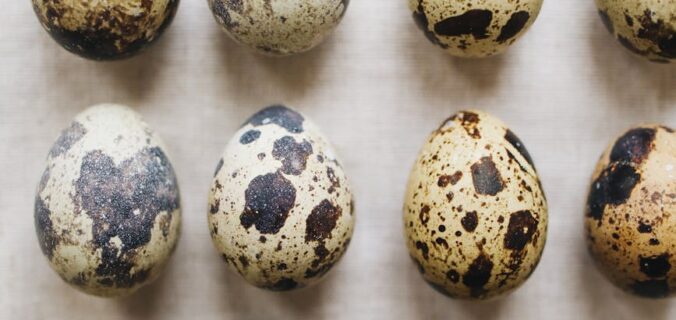 close up photo of quail eggs